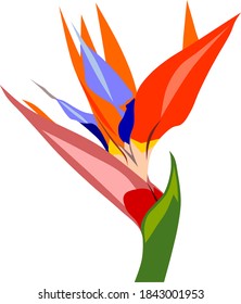 Vector drawing of bird of paradise flower 