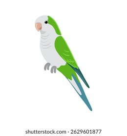 vector drawing bird, Quaker parrot, hand drawn monk parakeet, isolated nature design element