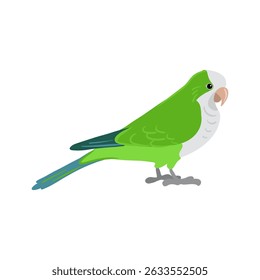 vector drawing bird, Quaker parrot, hand drawn monk parakeet, isolated nature design element