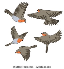 pájaro dibujante vectorial, rojipechua, pájaro dibujante dibujado a mano, elemento de diseño natural aislado