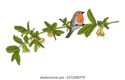 pájaro dibujante vectorial, pechuga rojiza sentada en la rama de la lechuga floral, pájaro dibujado a mano, elemento de diseño natural aislado