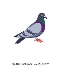 vector drawing bird, rock dove, hand drawn Columba livia,, isolated nature design element
