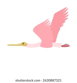 vector drawing bird, roseate spoonbill, hand drawn Platalea ajaja, isolated nature design element