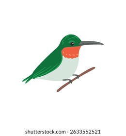 vector drawing bird, ruby-throated hummingbird , hand drawn Archilochus colubris, isolated nature design element