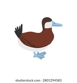 vector drawing bird, ruddy duck , Oxyura jamaicensis, invasive species of European Union concern, hand drawn illustration, isolated nature design element