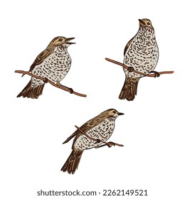 pájaro de dibujo vectorial, pájaro de canto, pájaro dibujado a mano, elemento de diseño natural aislado