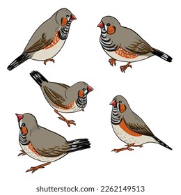 vector drawing bird, Sunda zebra finch, hand drawn songbird, isolated nature design element