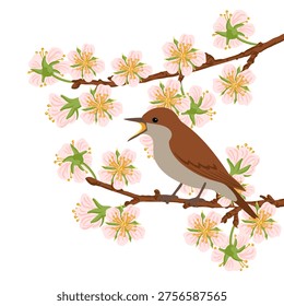 vector drawing bird, thrush nightingale at spring flowering apple tree branch with pink blossoms, sprosser, hand drawn Luscinia luscinia ,hand drawn illustration
