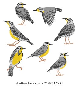 vector drawing bird, western meadowlark, hand drawn Sturnella neglecta, isolated nature design element