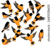 vector drawing bird,Baltimore oriole, hand drawn Icterus galbula, isolated nature design element