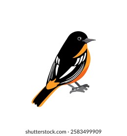vector drawing bird,Baltimore oriole, hand drawn Icterus galbula, isolated nature design element