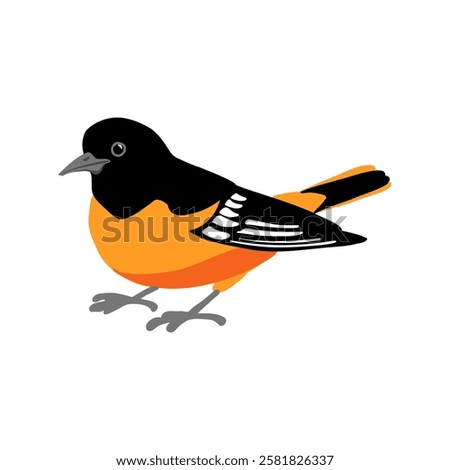 vector drawing bird,Baltimore oriole, hand drawn Icterus galbula, isolated nature design element