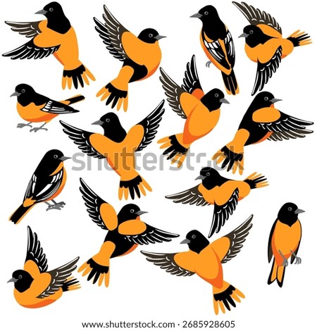 vector drawing bird,Baltimore oriole, hand drawn Icterus galbula, isolated nature design element