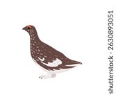 vector drawing bird,rock ptarmigan, hand drawn Lagopus muta, isolated nature design element