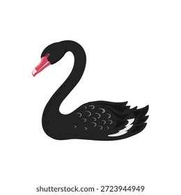 desenho vetorial de aves, cisne negro, estirado à mão , elementos de design de natureza isolados