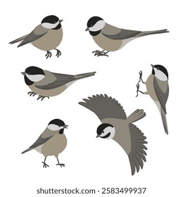 vector drawing birds, black-capped chickadee, hand drawn Poecile atricapillus, isolated nature design element