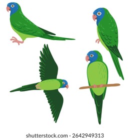 aves de desenho vetorial, conure-coroado-azul, periquito desenhado à mão, elemento de design de natureza isolada