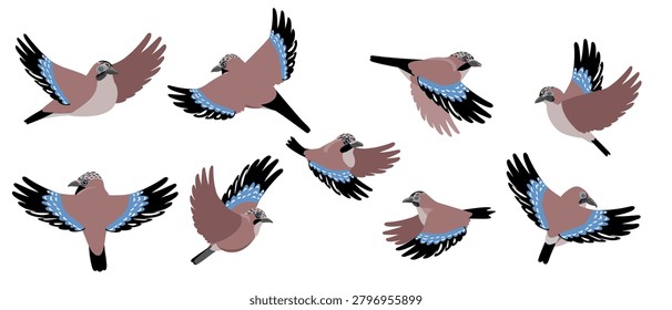 vector drawing birds, Eurasian jay , hand drawn Garrulus glandarius , isolated nature design elements