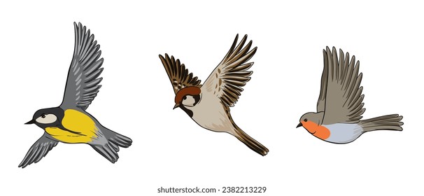 vector drawing birds, great tit, sparrow and robin, hand drawn songbirds, isolated nature design elements