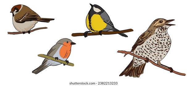 aves de dibujo vectorial, garrapatas grandes, gorrión, ladrillo y afeitado, aves cantoras dibujadas a mano, elementos de diseño natural aislados