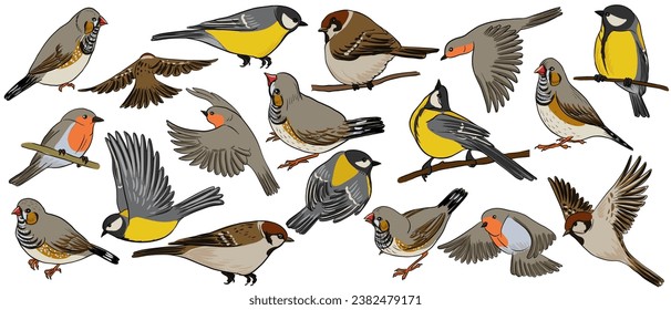 aves de dibujo vectorial, gran teta, gorrión, cebra y ladrón, aves cantoras dibujadas a mano, elementos de diseño natural aislados