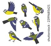 vector drawing birds, hand drawn blue tits, isolated nature design element