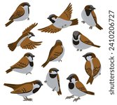 vector drawing birds, hand drawn house sparrow s, isolated nature design elements