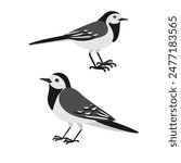 vector drawing birds, hand drawn white wagtail, Motacilla alba , isolated nature design elements