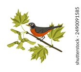 vector drawing birds, hand drawn American robin sitting at tree branch with green leaves and seeds, ,Turdus migratorius at sugar maple, isolated nature design elements