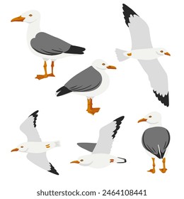vector drawing birds, hand drawn herring gull , isolated nature design element