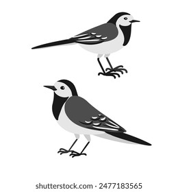 vector drawing birds, hand drawn white wagtail, Motacilla alba , isolated nature design elements