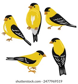 vector drawing birds, hand drawn American goldfinch, Spinus tristis, set of isolated nature design element