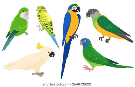 vector drawing birds, hand drawn parrots, isolated nature design element