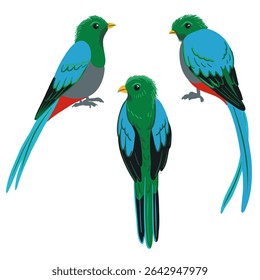 desenho vetorial aves, hoatzin, mão desenhada Opisthocomus hoazin, elemento de design de natureza isolada