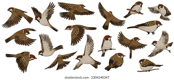 vector drawing birds, house sparrows, hand drawn songbird, isolated nature design element