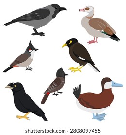 vector drawing birds, invasive species of European Union concern, hand drawn illustration, isolated nature design elements