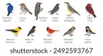 vector drawing birds of North America, set of elements isolated at white background, hand drawn illustration