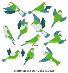 Vector dibujando pájaros, loros cuáqueros, perico monje dibujado a mano, elemento de diseño de naturaleza aislado