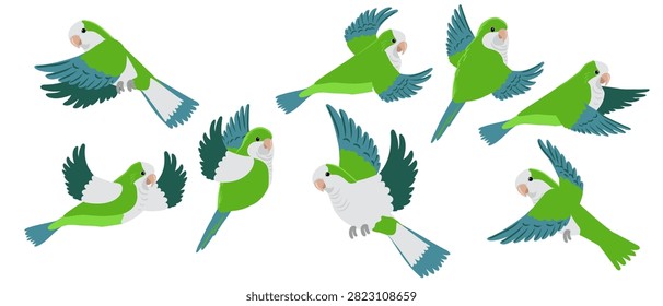 vector drawing birds, Quaker parrots, hand drawn monk parakeet, isolated nature design element