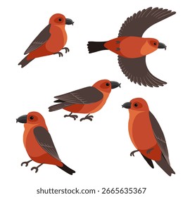 vector drawing birds, red crossbill , hand drawn Loxia curvirostra , isolated nature design elements