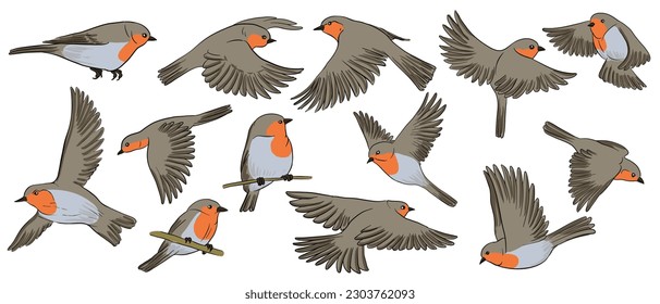 vector drawing birds, robin redbreasts , hand drawn songbird, isolated nature design elements