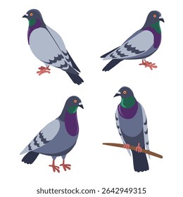 vector drawing birds, rock dove, hand drawn Columba livia,, isolated nature design elements