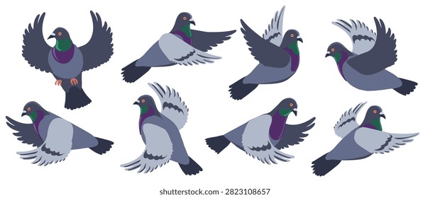 vector drawing birds, rock dove, hand drawn Columba livia,, isolated nature design elements