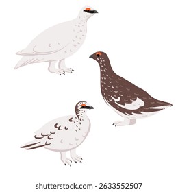 vector drawing birds, rock ptarmigan, hand drawn Lagopus muta, isolated nature design element