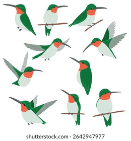vector drawing birds, ruby-throated hummingbirds , hand drawn Archilochus colubris, isolated nature design elements