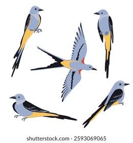 vector drawing birds, scissor-tailed flycatcher , hand drawn Tyrannus forficatus, isolated nature design elements