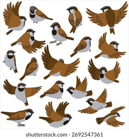 Vector dibujando pájaros, gorriones, ilustración dibujada a mano, aislado en Elementos de diseño blancos de la naturaleza