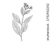 vector drawing bitter leaf, Vernonia amygdalina , hand drawn illustration of medicinal plant