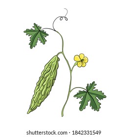 Vector Drawing Bitter Melon Plant, Momordica Charantia , Hand Drawn Illustration