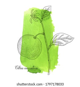 Vektorgrafik, bittere Orange, Citrus aurantium, grüner Aquarell, Hintergrund, handgezeichnet